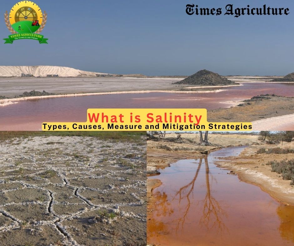 What is Salinity Types, Causes, Measure and Mitigation Strategies