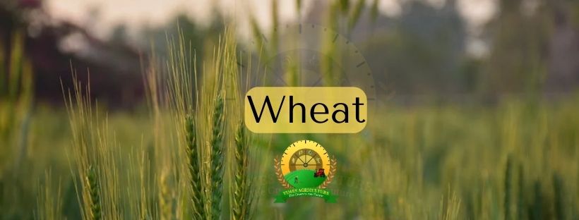 Wheat (Triticum spp. L; Gramineae) Wheat